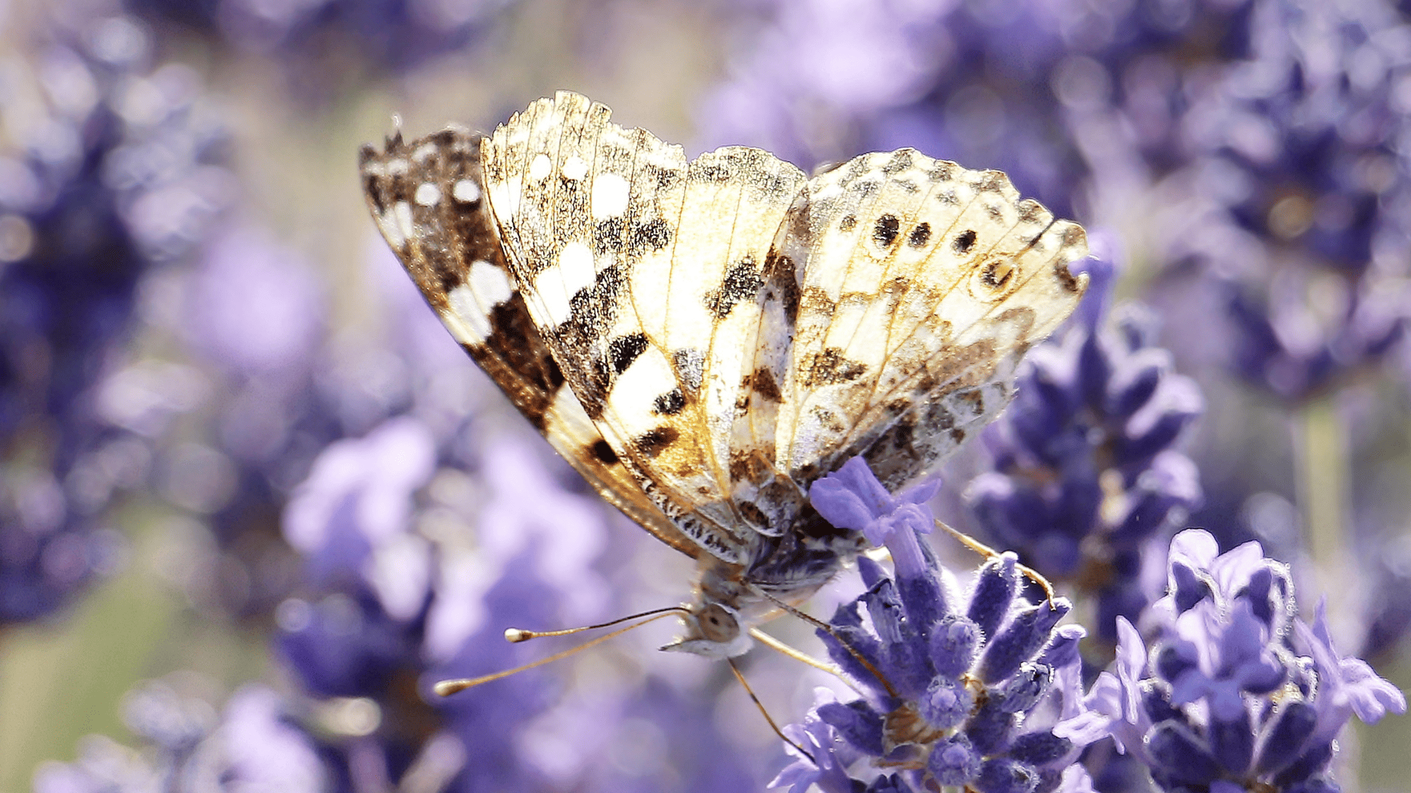 biodiversità aziende