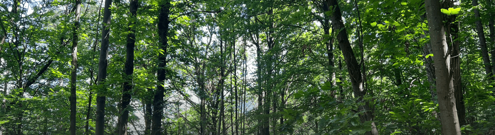 CONAD: Crediti di Sostenibilità dalla gestione delle foreste