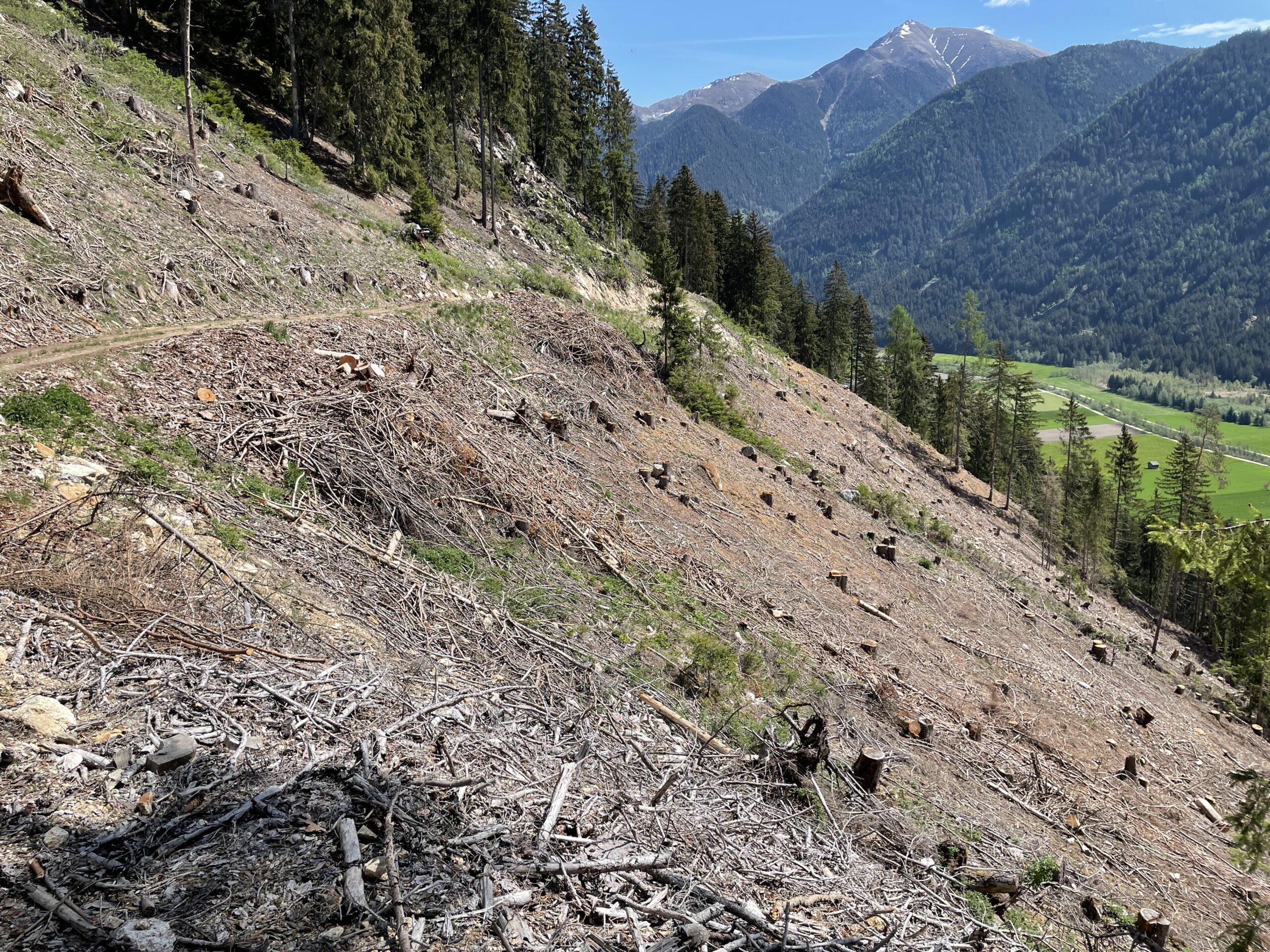 Riforestazione A Rasun Anterselva - Rete Clima