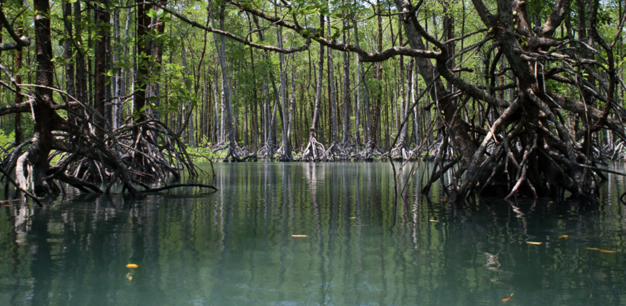 Reforestation And Restoration Of Degraded Mangrove Lands