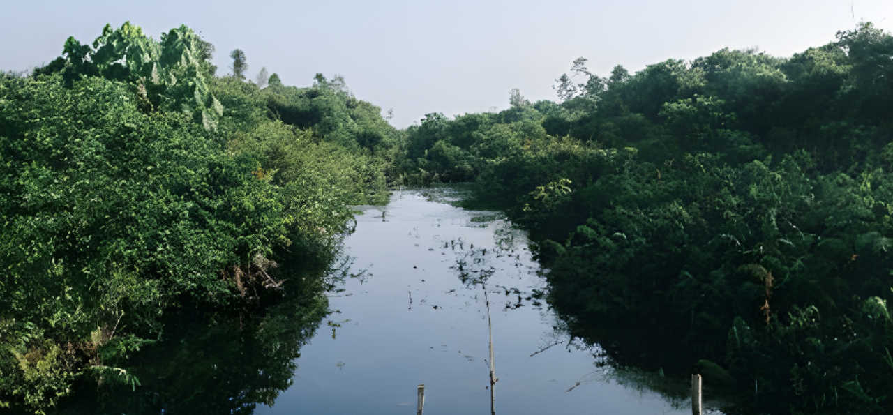 Sumatra Merang Peatland Project