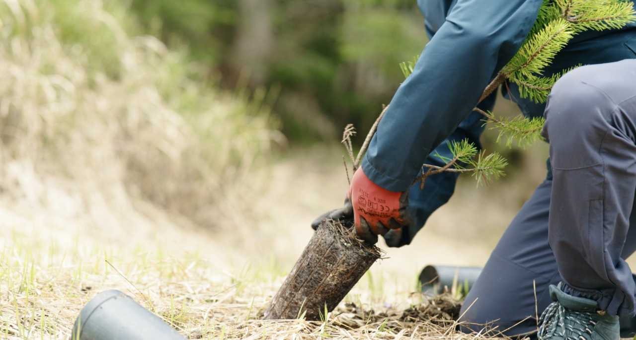 Intesa Sanpaolo: indicazioni geografiche ed operative per evento di forestazione a Gonzaga (MN)