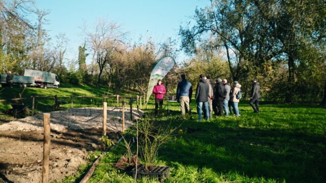 Forestazione urbana: alberi a Brugherio (MB)