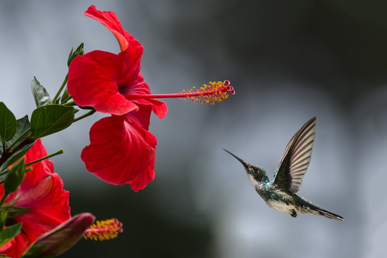 biodiversità