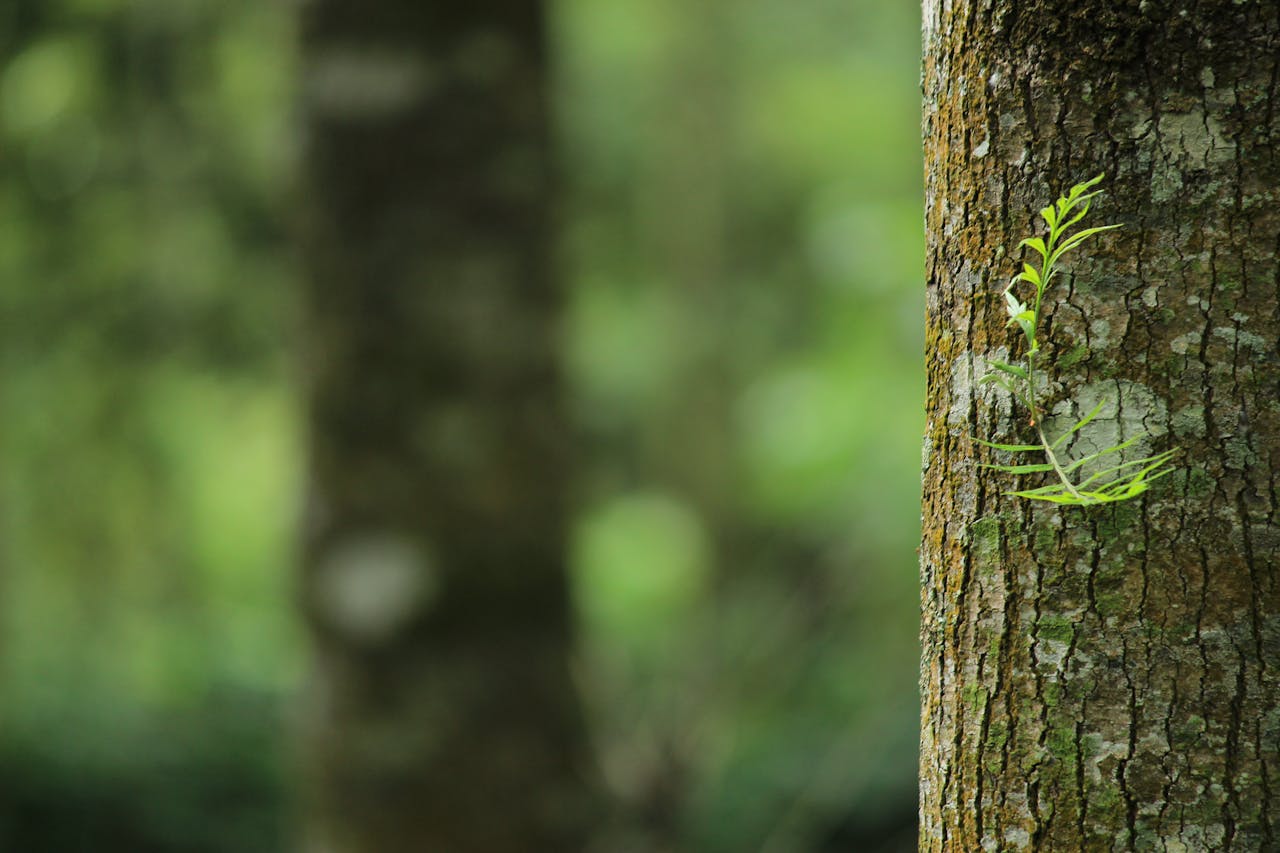 biodiversità